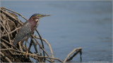 Green Heron