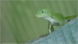 Green Anole