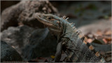 Black Iguana