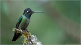 Magnificent Hummingbird (male)