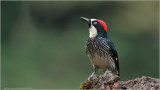 Acorn Woodpecker