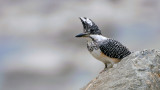 Crested Kingfisher - India