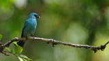 Verditer Flycatcher - India