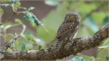 Collared Owlet