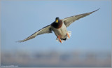 Male Mallard in Flight 31