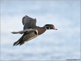 Wood Duck in Flight 13