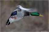 Male Mallard in Flight 33