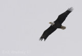 Adult Bald Eagle with broken Primaries