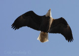 Adult Bald Eagle