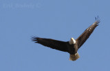 Adult Bald Eagle