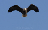 Adult Bald Eagle