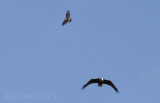 Rough-legged Hawk and Bald Eagle