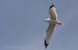 Ring-billed Gull