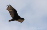 Turkey Vulture