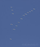 Tundra Swans