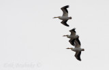 American White Pelican