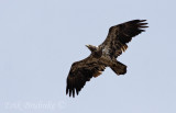 2-year-old Bald Eagle
