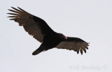 Turkey Vulture