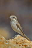 Averla piccola -Red-backed Shrike(Lanius collurio)