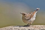 Culbianco -Northern Wheatear(Oenanthe oenanthe)