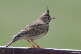 Cappellaccia-Crested Lark (Galerida cristata)