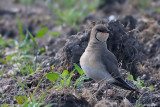 Pernice di mare-Collared Pratincole (Glareola pratincola)