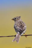 Strillozzo- Corn Bunting (Emberiza calandra)