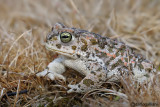 Rospo calamita-Natterjack Toad (Bufo calamita)