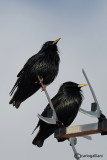 Storno nero (Sturnus unicolor)