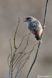 Bengalino (Amandava amandava)