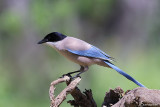 Gazza aliazzurre- Azure-winged Magpie (Cyanopica cyana)