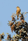 Ortolano- Ortolan Bunting (Emberiza hortulana)
