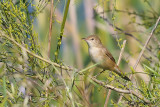 Salciaiola-Savi's Warbler (Locustella luscinioides)
