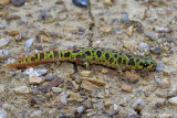 Tritone marmorato-Marbled Newt (Triturus marmoratus )