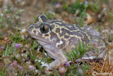 Pelobate occidentale-Western Spadefoot (Pelobates cultripes)