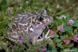 Pelobate occidentale-Western Spadefoot (Pelobates cultripes)