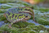 Tritone marmorato-Marbled Newt (Triturus marmoratus )