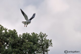 Nibbio bianco-Black-winged Kite (Elanus caeruleus)
