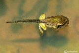 Rana verde-Green Frog (Pelophylax kl. sp.)