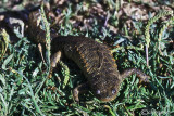 Pleurodele-Spanish Ribbed Newt (Pleurodeles waltl)