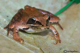 Rana dalmatina-Agile Frog (Rana dalmatina)