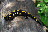 Salamandra-Fire Salamander (Salamandra salamandra)