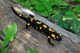 Salamandra-Fire Salamander (Salamandra salamandra)