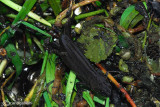 Tritone italiano-Italian Crested Newt (Tritone carniflex)