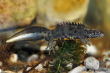 # Tritone italiano-Italian Crested Newt (Tritone carniflex)
