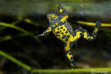 # Ululone-Yellow-bellied Toad (Bombina variegata)