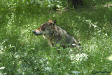 # Lupo- Wolf (Canis lupus)