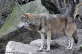 # Lupo- Wolf (Canis lupus)
