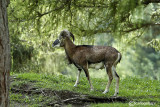 Muflone-Mouflon (Ovis musimon )