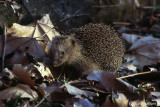 Riccio-European Hedgehog (Erinaceus europaeus )